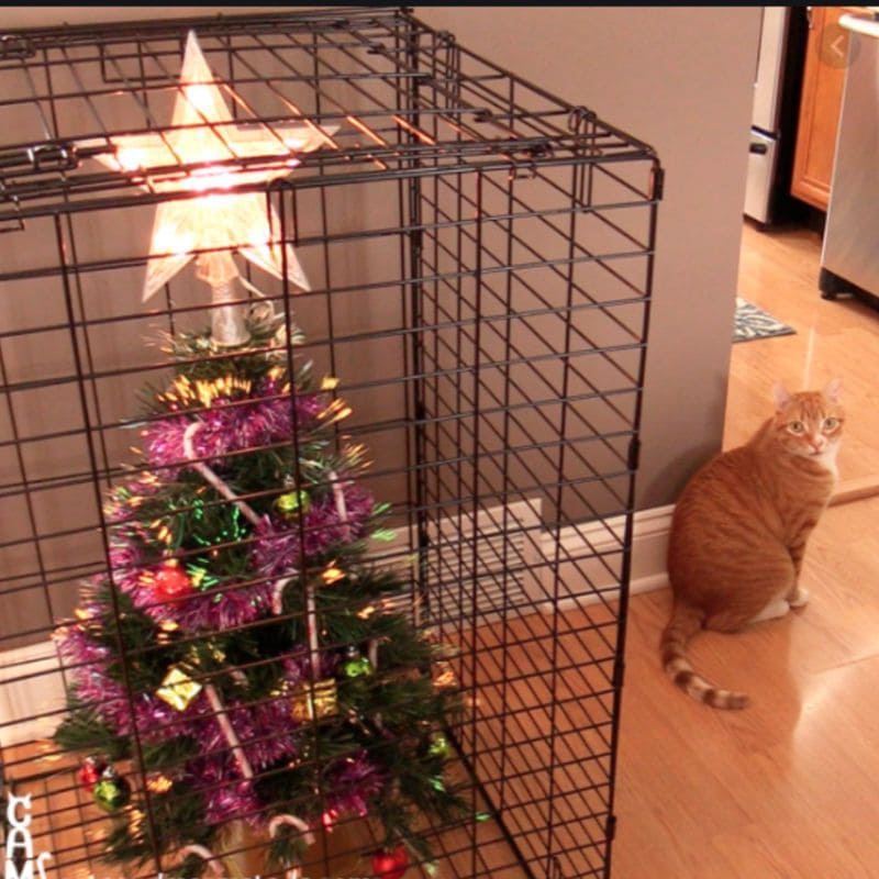 How To CatProof Christmas Tree For This Holiday?