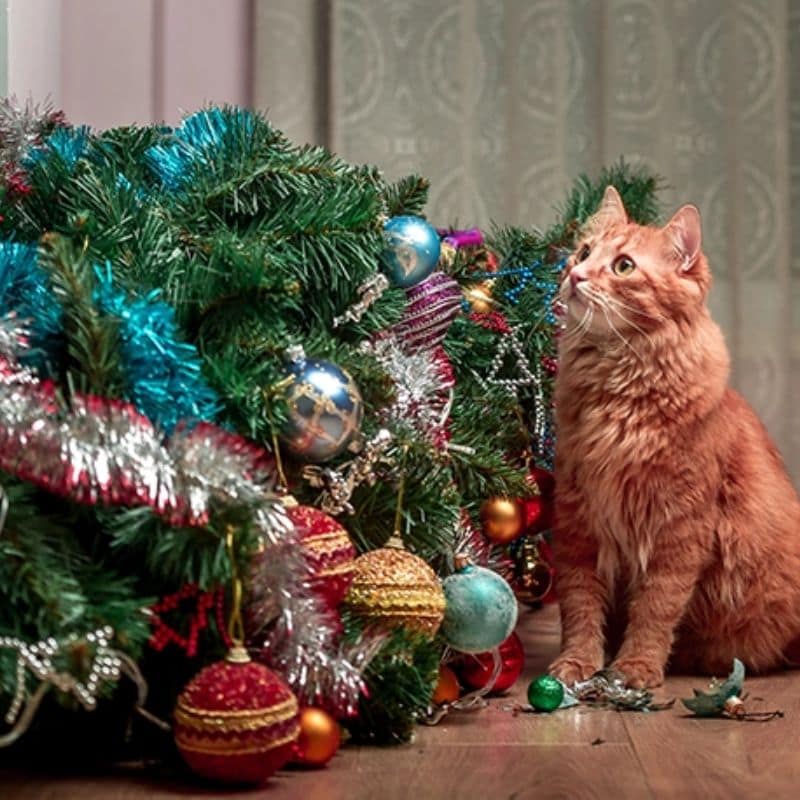 How To CatProof Christmas Tree For This Holiday?