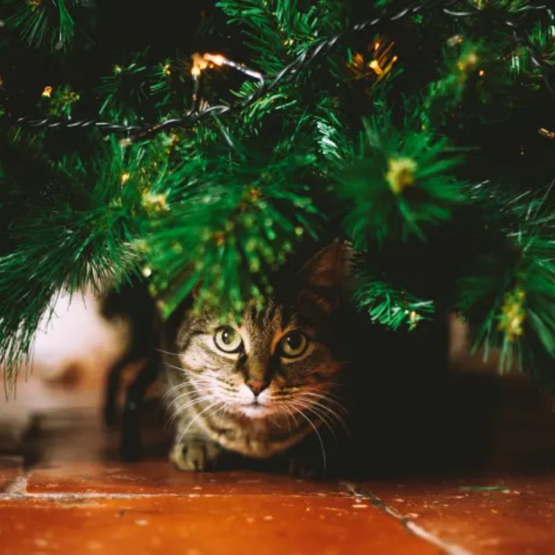 How To CatProof Christmas Tree For This Holiday?